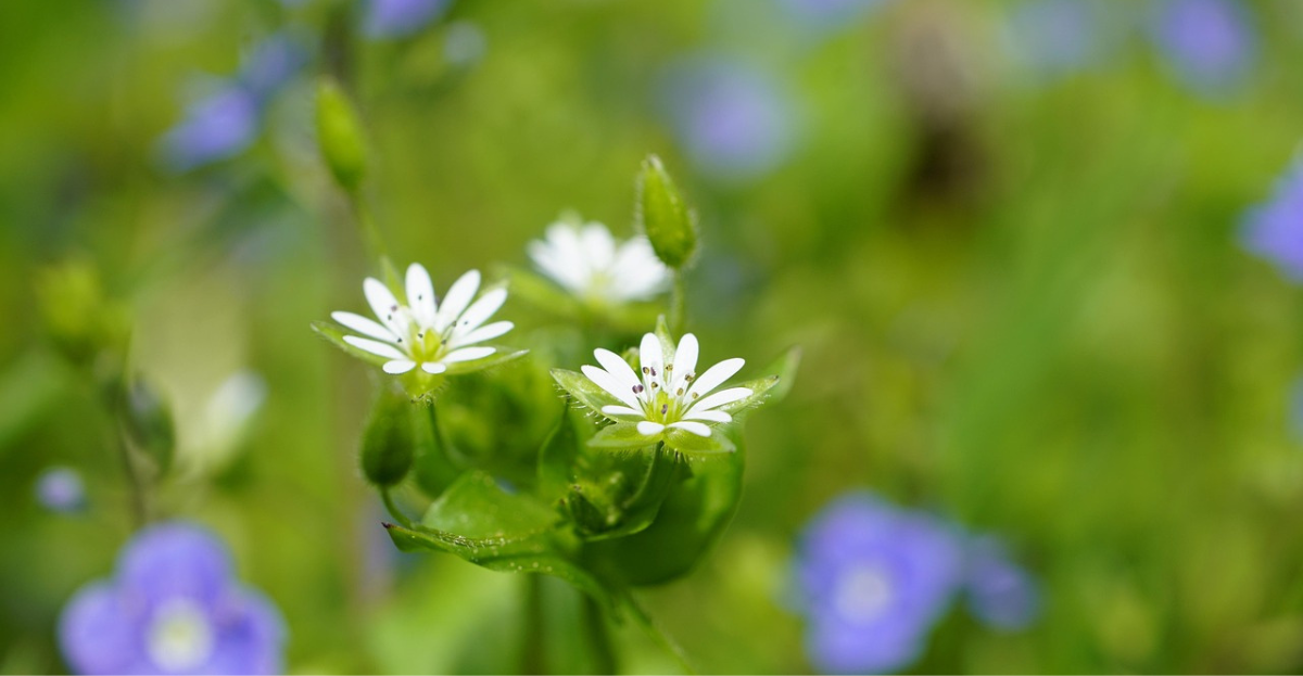 Chickweed flower